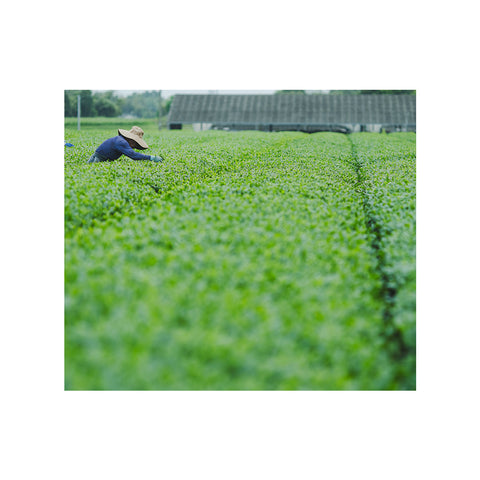 【販売開始】新茶2026|新茶 薫