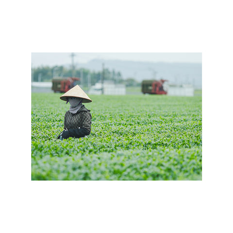 New Tea 2024 Green Tea Legend 3-piece Set (No longer available)