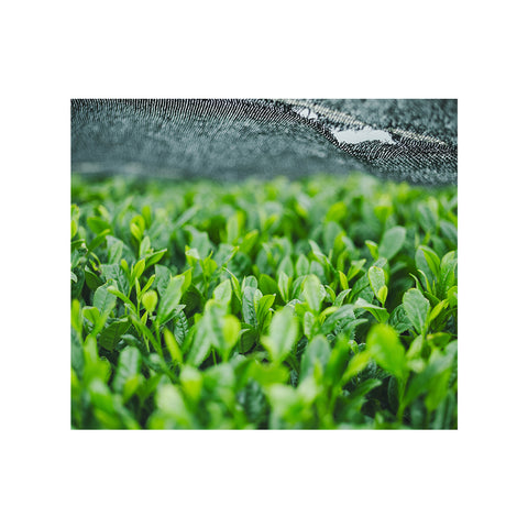 【販売開始】新茶2026|新茶 薫