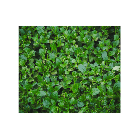 New Tea 2024 | Green Tea Legend Kaoru (No longer on sale)