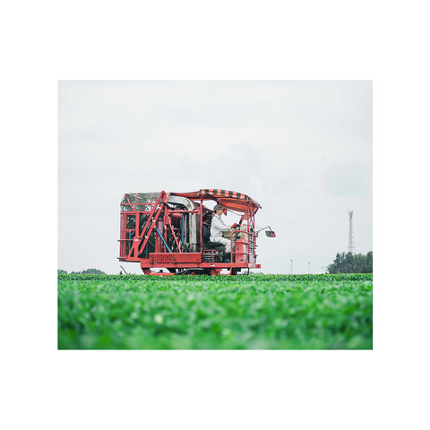 【販売開始】新茶2026|新茶 薫