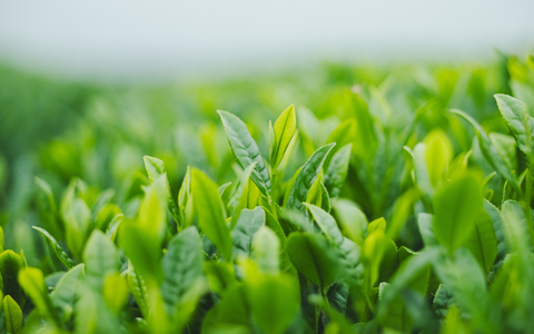 大隅新茶祭 2026