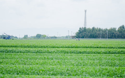新茶はなぜ美味しいのか?