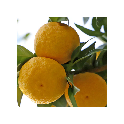 TEAET Flavored Green Tea Osumi Yuzu | Great Taste Award Winner | Horiguchi Seicha Tea