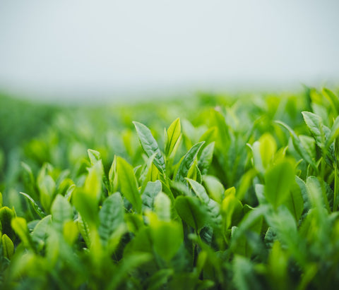 それぞれの魅力を引き立て合う、“まるごと飲むお茶”の2つのかたち