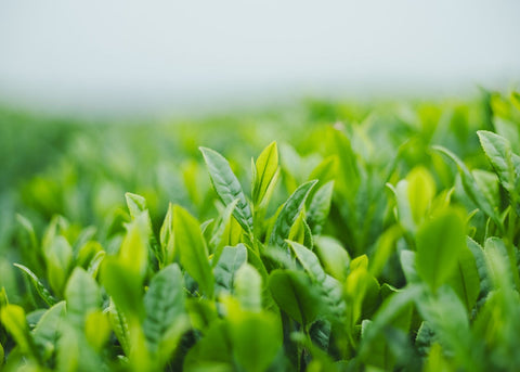大隅の茶畑から