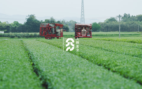 All Osumi Teas | Store pick-up available